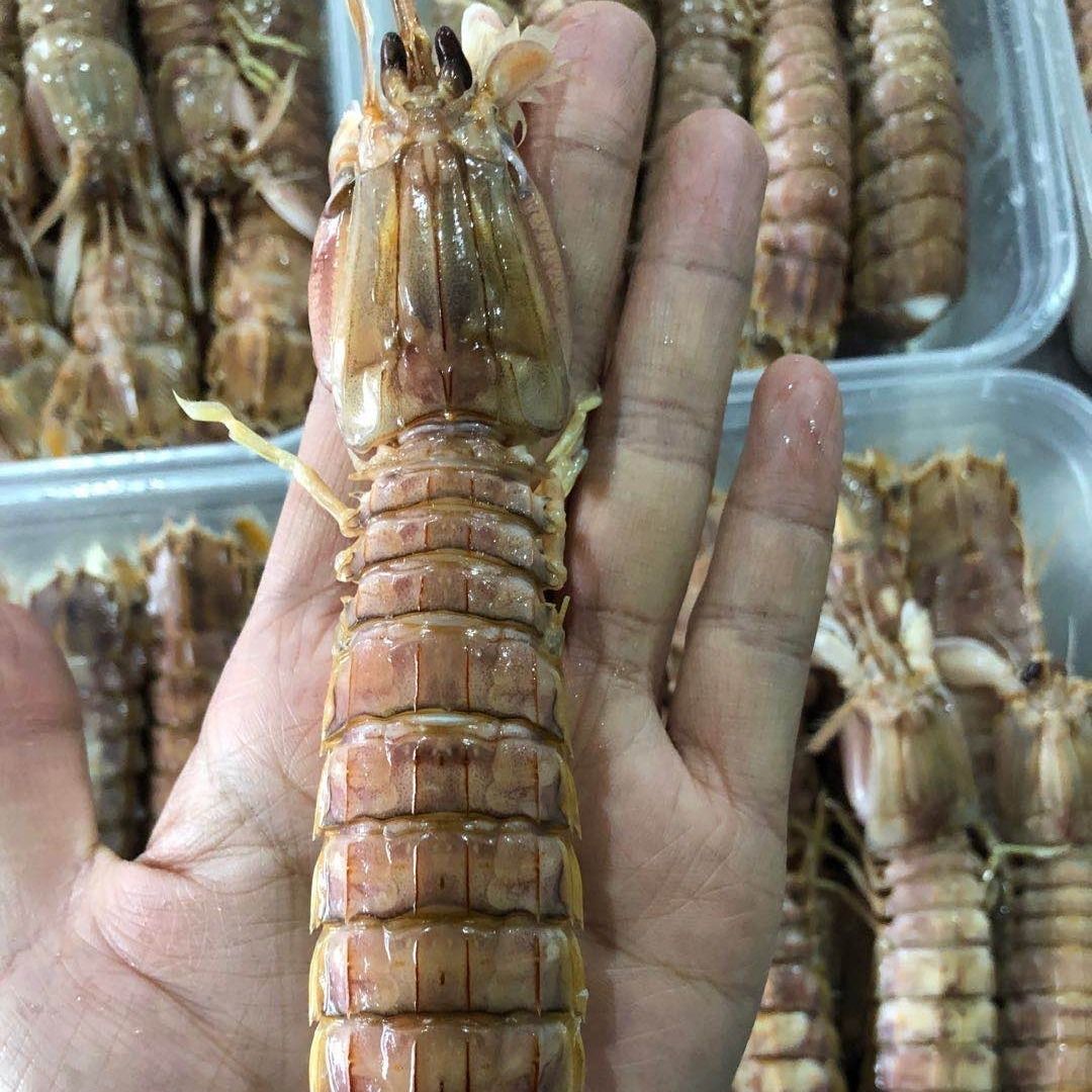 皮皮虾 | 庄河虾爬老好吃了，一般人我不告诉他